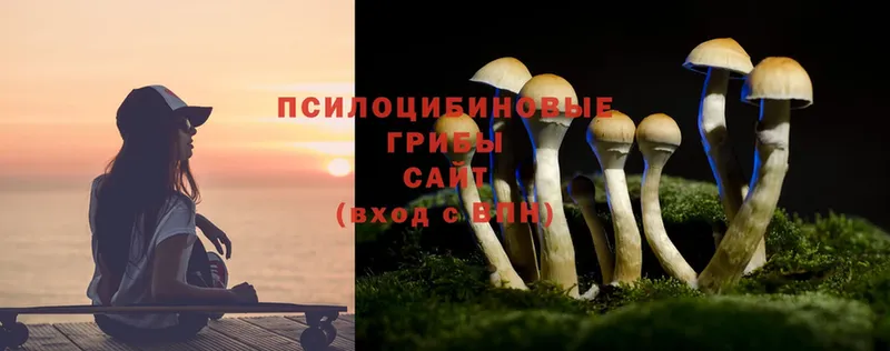 Галлюциногенные грибы Psilocybe  omg ТОР  Западная Двина 